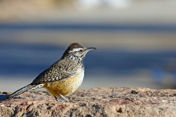 bird
