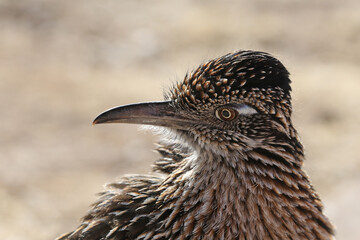 roadrunner