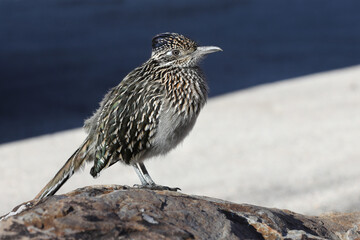 ROADRUNNER