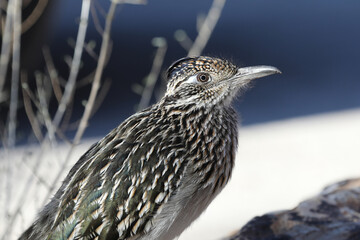roadrunner