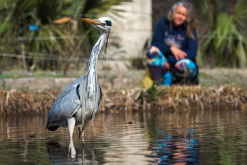 Female birdwatcher having a close encounter with a heron in the Park