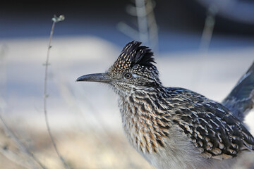 roadrunner