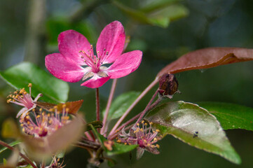 apple blossoms