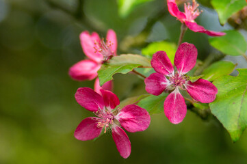 Obraz premium apple blossoms