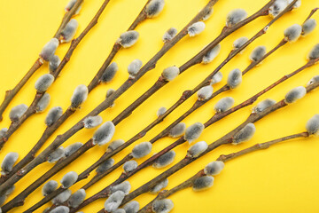 Pussy willow branches on yellow background, closeup