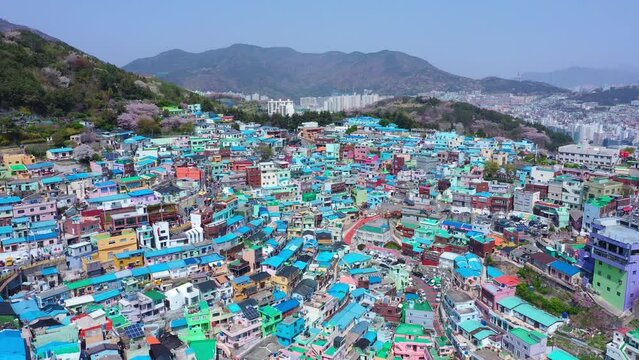 Aerial view of Gamcheon Culture Village And beautiful cherry blossom in spring at Busan city South Korea, Is a village near the sea and the Busan Harbor