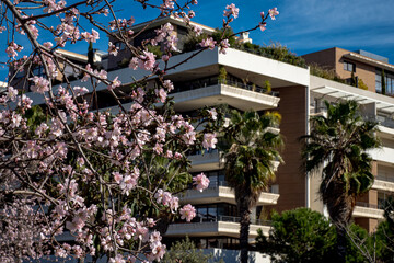 Pink blossoms on trees in the Springtime in montpellier south France