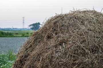A pile of dried mustard straw on the agricultural field close up