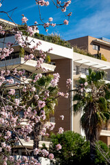 Pink blossoms on trees in the Springtime in montpellier south France