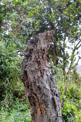 Obraz premium Old broken tree stump near the jungle close up shot