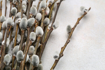 Blooming pussy willow branches on light background, closeup © Pixel-Shot