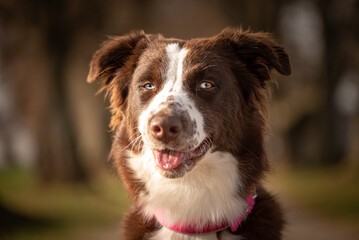 Portrait of a beautiful red bi Australian Shepherd against blurred background photographed in autumn season