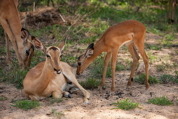 Impala ewe (Aepyceros melampus) with lamb 14829