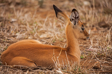 A Single Impala Lamb (Aepyceros melampus) 15060