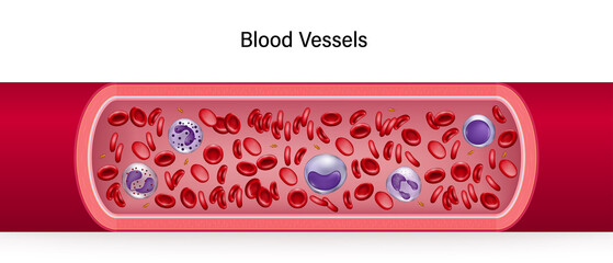 Human blood vessels. Red blood cells, Platelets and White blood cells.