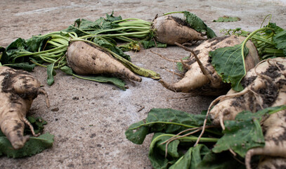 Multiple sugar beets laid on the ground