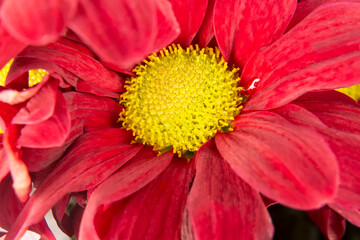 Red (scarlet) chrysanthemum close-up. Macro. Floral background, texture.