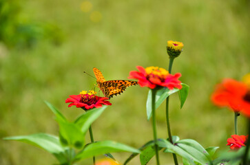 Beautiful Indian fritillary butterfly sitting on the flowers. Colorful Asian comma butterfly collecting honeys from the flower garden of common zinnia.