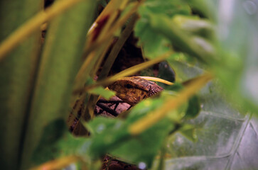 A yellow headed water monitor or large species of lizard looking at the camera in the jungle. Asian water monitor or Bengal monitor hiding in the taro leaves.