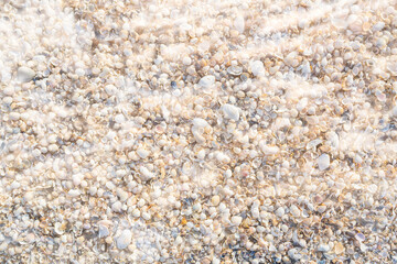 Empty shells of mussels on the beach, washed ashore by a storm.