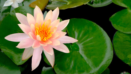 pink lotus flower with a natural background in a lotus pond.