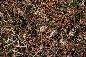 Top view of pine fallen cones and brown needles