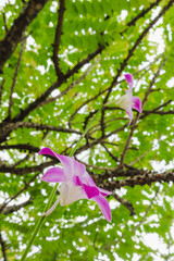 purple orchid sits on a branch under a gooseberry