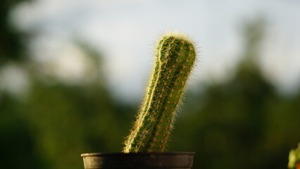 Tropical succulent cactus