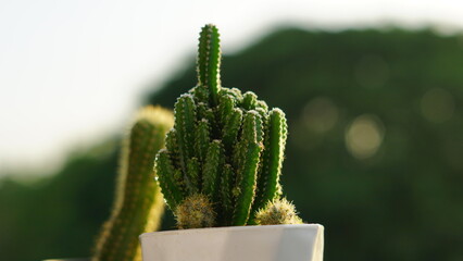 Tropical succulent cactus