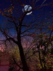 tree in the night