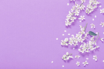 Fototapeta na wymiar bird cherry on purple paper background