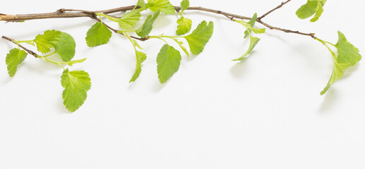 Obraz premium young green leaves on branches on paper background