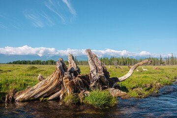 Scenic alpine landscape with beautiful old snag in creek with clear water against forest and large snowy mountain range in low clouds in bright sun under blue sky. Old tree root in brook in sunny day.