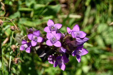 Obraz premium Fleur de Gentiane ciliée - Massif de la Dôle