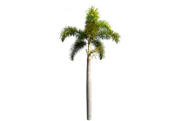 Beautiful sugar palm Isolated on the white background.