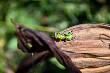 Criquet vert sur une feuille de gentiane en montagne