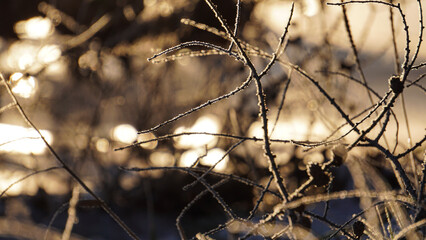 Icy branch at sunrise in Canada