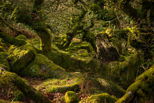 Moss covered oaks and granite rocks at Wistmans wood