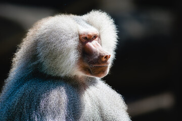 close up of a baboon portrait