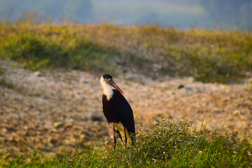 Woolly-necked stork bird in the forest.