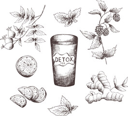 Hand drawn vintage vector sketch.set of detox tea.lemon,ginger root,mint leaves,raspberry sprig. Leaves. glass of tea.Drink to go.transparent background.naturopathy Eps image for label,package