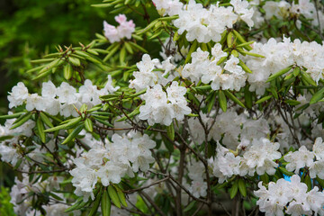 満開の白い躑躅の花