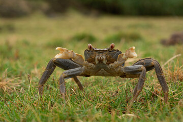 crab on the grass
