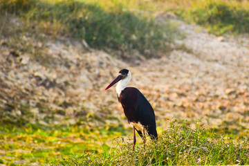Woolly-necked stork bird in the forest.