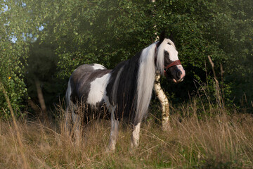 Gypsy Cob © Kinga