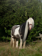Gypsy Cob © Kinga