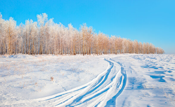 Snow covered fir trees landscape with the forest and a path view in winter - Siberia, Russia 