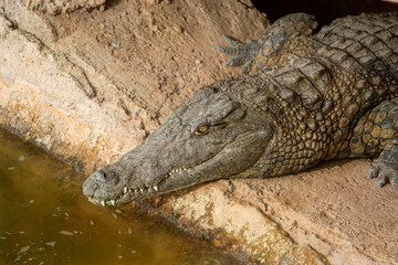 a close-up photo of a crocodile. Reptile and predator
