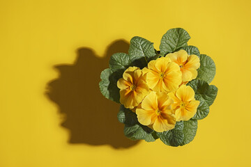 Houseplant yellow primrose in a pot on a yellow background with hard shadow and copy space
