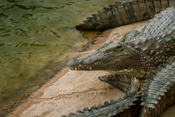 Fototapeta premium photo of crocodiles lying on rocks near a pond. Reptile and predator